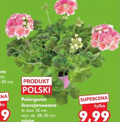 Pelargonia licencjonowana
