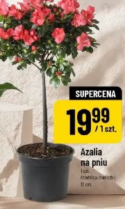 Azalia na pniu