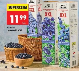 Krzew borówki XXL