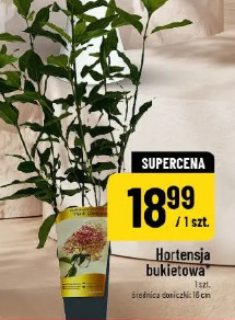 Hortensja bukietowa