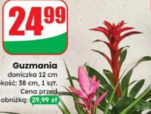 Guzmania