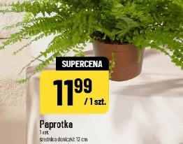 Paprota