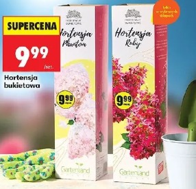 Hortensja bukietowa