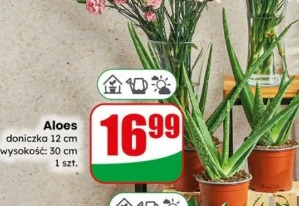 Aloes