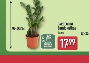 Gardenline Zamiokulkas