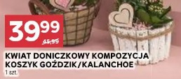 Kwiat doniczkowy kompozycja koszyk gożźik