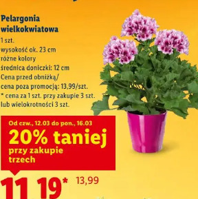 Pelargonia wielkokwiatowa