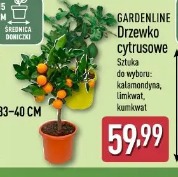 Gardenline Drzewko cytrusowe