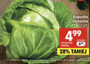 Kapusta wczesna