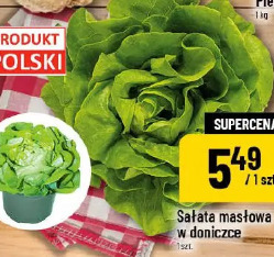 Sałata masłowa w doniczce