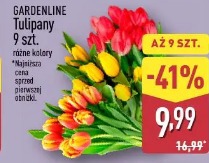 Gardenline Tulipany 9 szt.