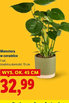 Monstera w ceramice