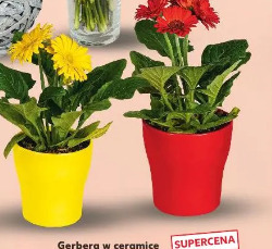 Gerbera w ceramice