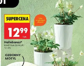 Helleborus ozdobny motyl