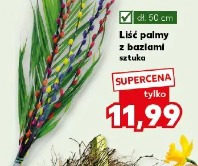 Liść palmy z baziami