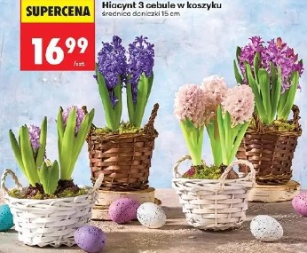 Hiacynt 3 cebule w koszyku
