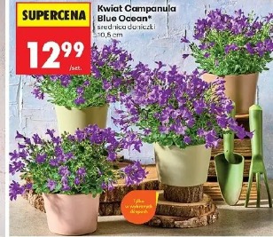 Kwiat Campanula Blue Ocean
