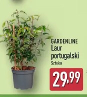 Gardenline Laur portugalski