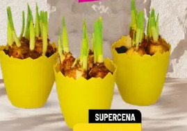 Narcyz w ozdobnej doniczce