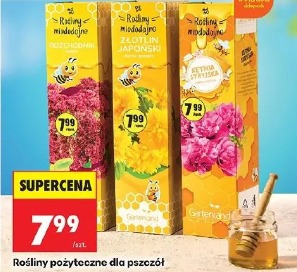 Rośliny pożyteczne dla pszczół