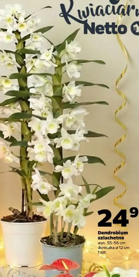 Dendrobium szlachetne