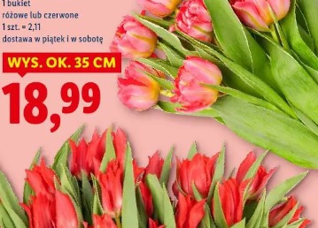 Polskie tulipany premium, 9 szt.