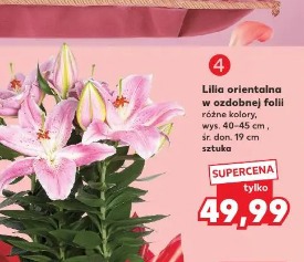 Lilia orientalna w ozdobnej folii