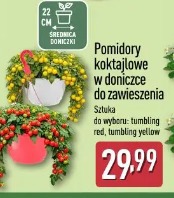 Pomidory koktajlowe w doniczce do zawieszenia