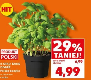 K-Stąd Takie Dobre Polska bazylia w doniczce
