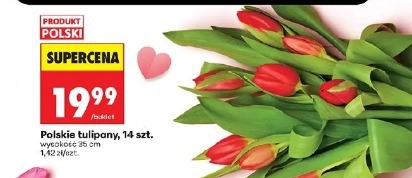 Polskie tulipany, 14 szt.