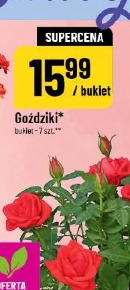 Goździki