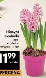 Hiacynt 3 cebulki