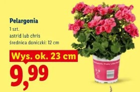 Pelargonia
