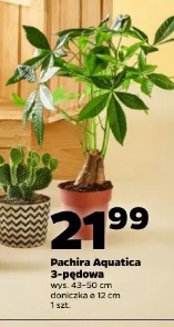 Pachira Aquatica 3-pędowa