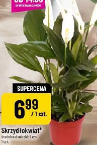 Skrzydłokwiat średnica doniczki 9 cm