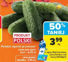 Polskie ogórki gruntowe
