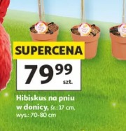 Hibiskus na pniu w donicy