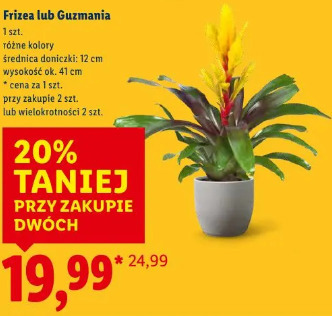Frizea lub Guzmania