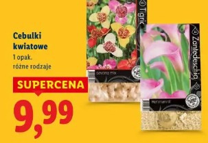 Cebulki kwiatowe