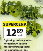 Ogórek gruntowy, seler korzeniowy, sałata masłowa/strzępiasta lub pomidor, 10-pak