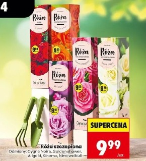 Róża szczepiona Gartenland