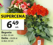 Dalia / Begonia