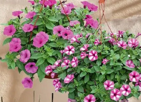 Supertunia