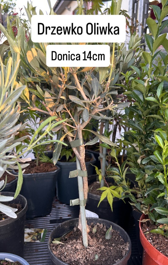 Drzewko oliwka