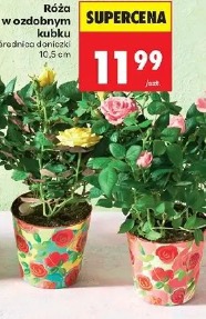 Róża w ozdobnym kubku