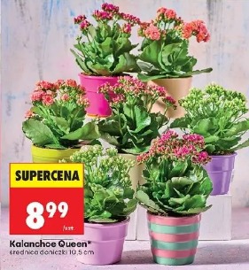 Kalanchoe Queen