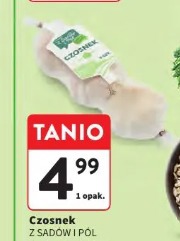 Czosnek Z Sadów i Pól