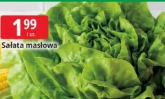 Sałata masłowa