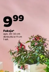 Fuksja