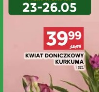 Kwiat doniczkowy kurkuma